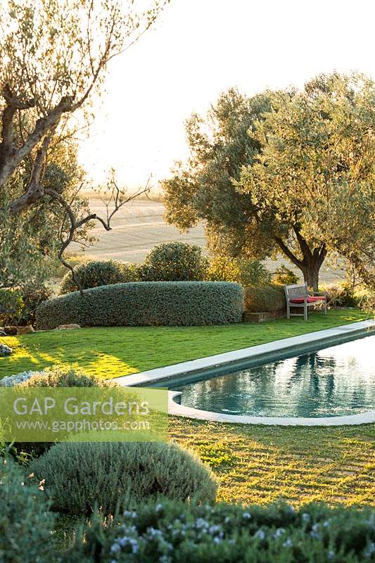 Vue sur les arbustes à feuilles grises pour piscine et pelouse à proximité avec Olea europaea - Olive - arbres et haie de Teucrium fruticans