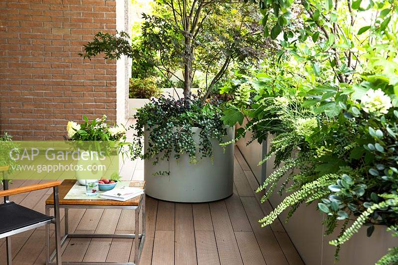 Un coin d'une terrasse en bois avec des plantes tolérantes à l'ombre dans des pots, un pot rond avec Acer palmatum 'Crispifolium' et une sous-plantation de feuillage, des jardinières en auge de Lonicera, Hydrangea paniculate et Gardenia