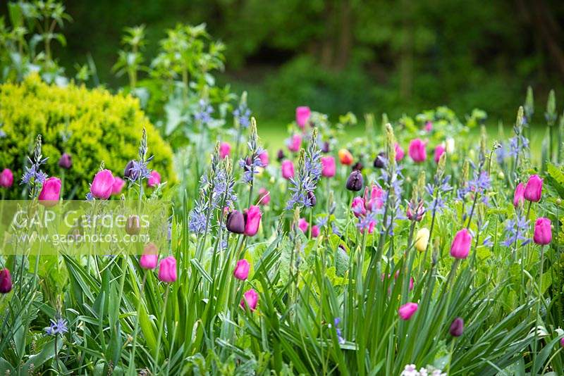 Parterre de fleurs avec tulipes Tulipa 'Barcelona', 'Maureen', 'Queen of Night', Camassia Lechtlinii caerulea dans le jardin de devant.