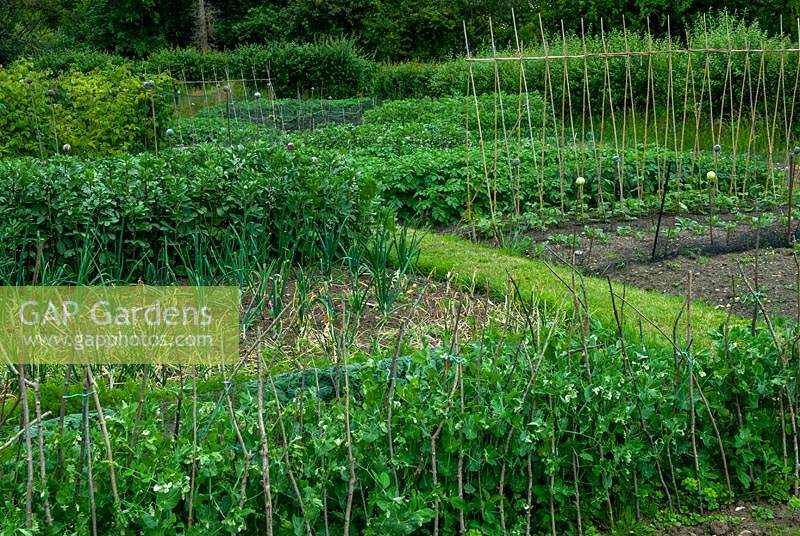 Parterres de légumes bien gérés - Open Gardens Day, Drinkstone, Suffolk