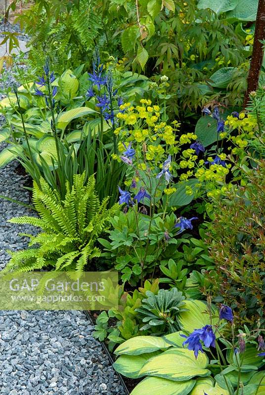 Parterre de fleurs contenant des Hostas, Camassia, Fougères, Euphorbes et Aguilegias contre chemin de copeaux de granit - RHS Chelsea Flower Show