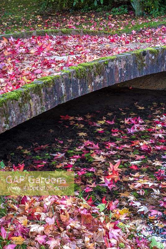 Pont bas d'inspiration japonaise sur ruisseau avec des feuilles tombées de Liquidamber tree