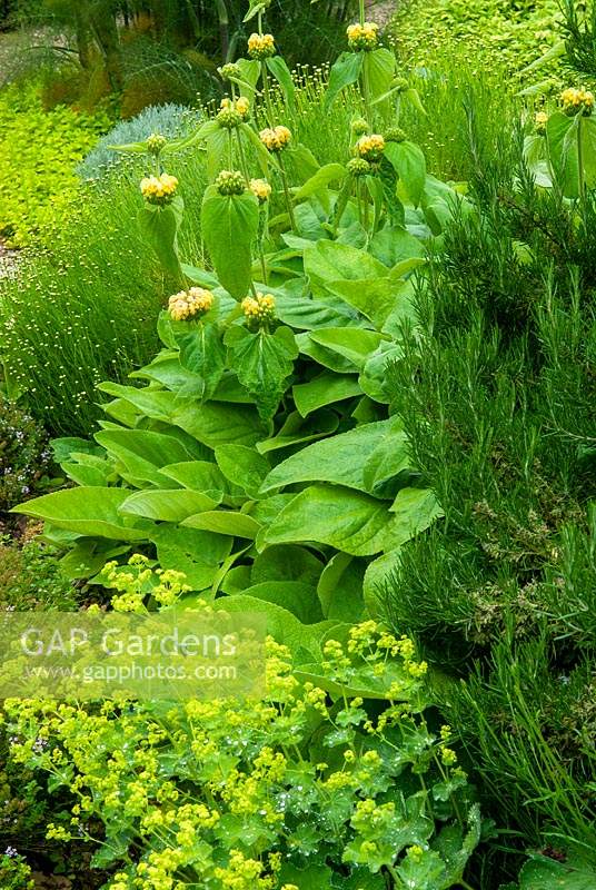 Herbes mélangées, y compris coton lavande, Phlomis fruticosa, romarin et Alchemilla mollis - Journée des jardins ouverts, Coddenham, Suffolk