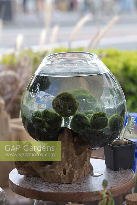 Un bocal à poisson en verre sur mesure sur un support en bois rustique avec une collection de boules de mousse Marimo.