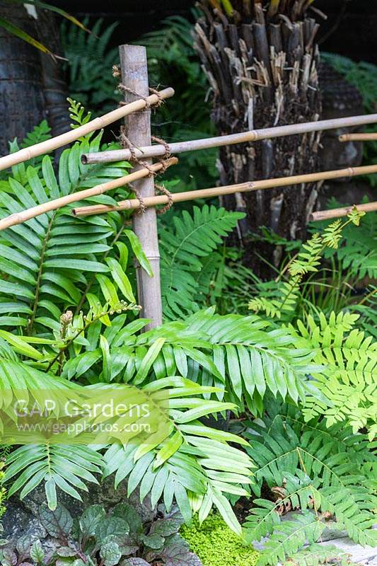 Clôture en bambou le long du bord de la plantation tropicale, y compris les fougères