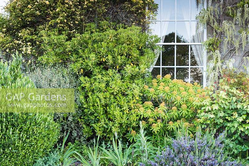 Les arbustes se regroupent autour d'une fenêtre, notamment Euphorbia mellifera, Pittosporum tobira, glycine blanche et Rosa banksiae