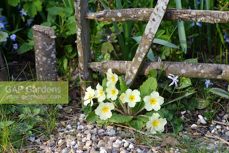 Primula vulgaris - primevères sous un obstacle miniature en bois de noisetier
