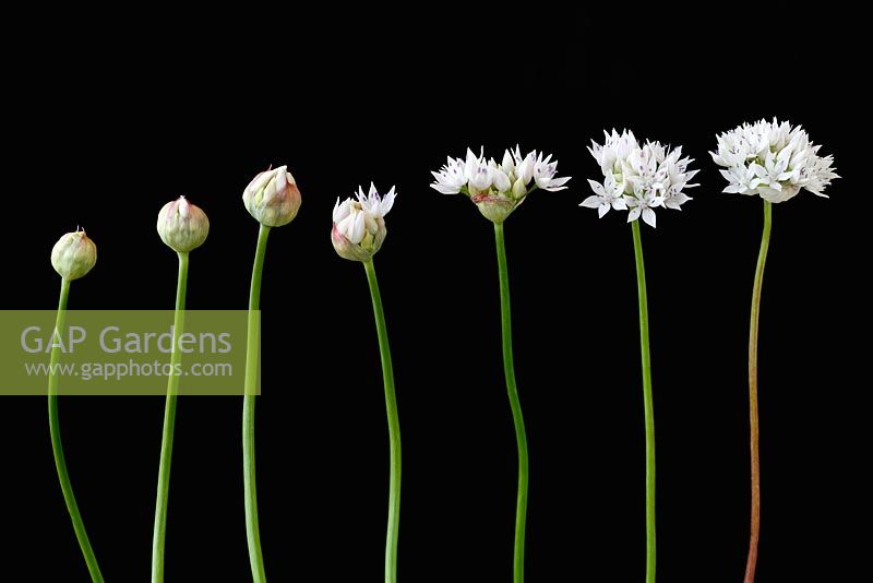 Allium amplectens 'Graceful Beauty' - Oignon ornemental ou à feuilles étroites - fleurs à différents stades d'ouverture
