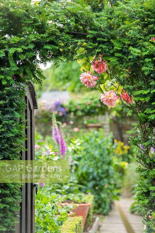 Vue à travers la porte dans le jardin de la ville formelle avec arche d'if et roses.