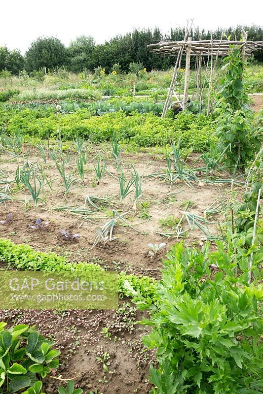 Terrain avec de longues rangées de légumes