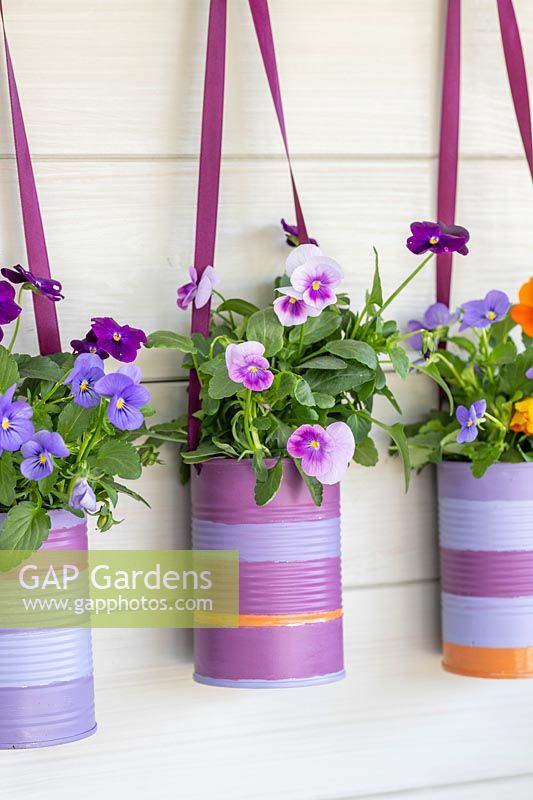 Boîtes de conserve décorées plantées de petites fleurs annuelles d'automne Viola - pensées sur fond de bois peint