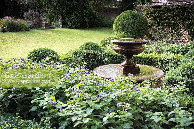 Héliotrope et Cyperus alternifolius à l'intérieur de la couverture de boîte dans le jardin de la fontaine à Bourton House, Moreton-in-Marsh en août