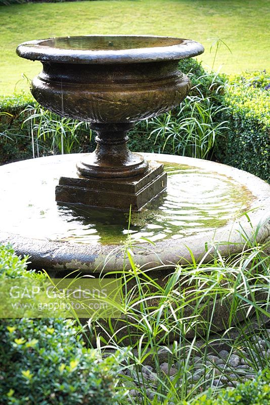 Fontaine en urne en fontaine circulaire entouré de Cyperus alternifolius à l'intérieur de Buxus - Fort - couverture