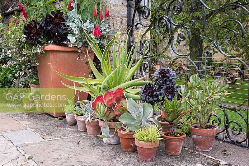 Pots de plantes succulentes à côté d'un pot planté d'Aeonium 'Zwartkop', Pelargonium australe et Fuchsia corymbifolia