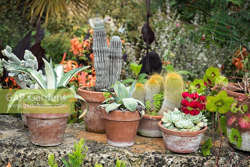 Pots en terre cuite de cactus et plantes succulentes sur un mur