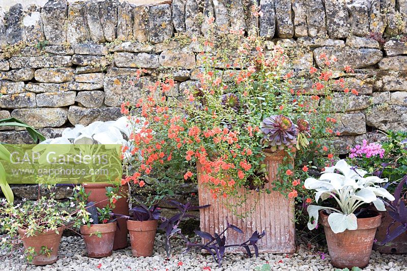 Collection de pots et pots en terre cuite plantés de plantes succulentes, Diascia orange, Senecio 'Angel Wings' à feuilles blanches et Tradescantia pallida 'Purpurea' pourpre foncé, alignés devant un vieux mur de pierre