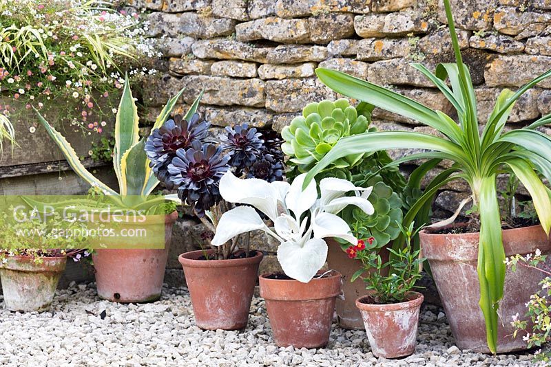 Collection de pots en terre cuite plantés de plantes succulentes, à feuilles blanches Senecio 'Angel Wings' et Clivia, devant un vieux mur de pierre