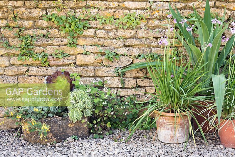 Groupe de pots contre un mur planté de Tulbaghia violacea, plantes succulentes, pélargoniums et Beschorneria yuccoides.