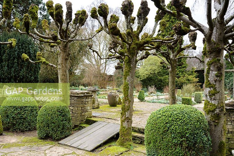 Limes pleached et boîte coupée encadrant une vue dans le jardin de loisirs à Rodmarton Manor, Glos en février