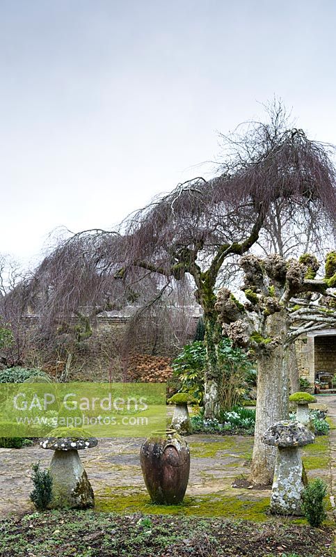 Betula pendula 'Youngii', et de tilleuls pleached staddle pierres et une grande urne dans le jardin de loisirs à Rodmarton Manor, Glos, Royaume-Uni.