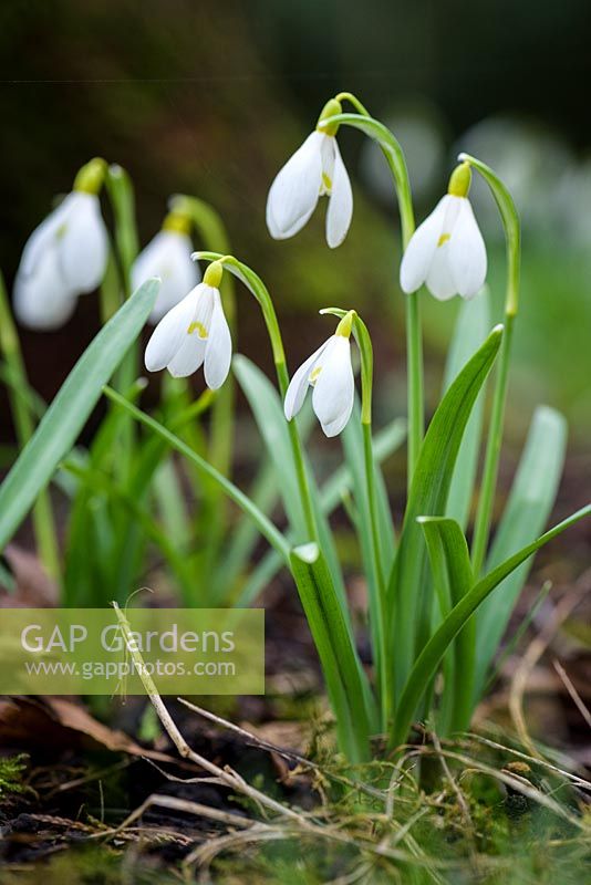Galanthus 'Spetchley Yellow' en février