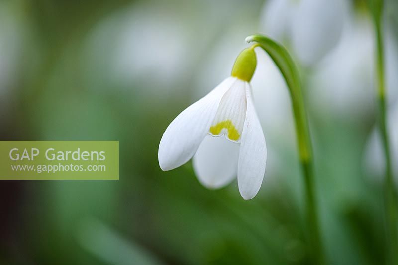 Galanthus 'Spetchley Yellow' - Perce-neige 'Spetchley Yellow'