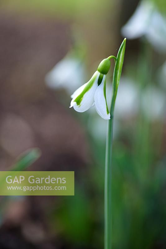 Galanthus 'South Hayes' - Perce-neige 'South Hayes'