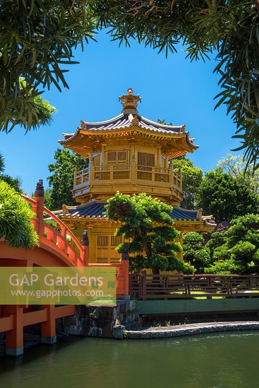 Le pavillon octogonal peint en or de la perfection absolue avec son pont Zi-Wu rouge assis dans l'étang aux lotus. Podocarpus macrophyllus - pin bouddhiste au premier plan