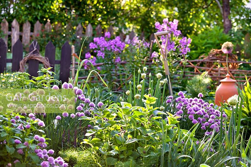Salvia verticillata - Lilas Sage, Allium fistulosum - Oignon gallois et Allium schoenoprasum - Ciboulette - dans un jardin d'herbes aromatiques