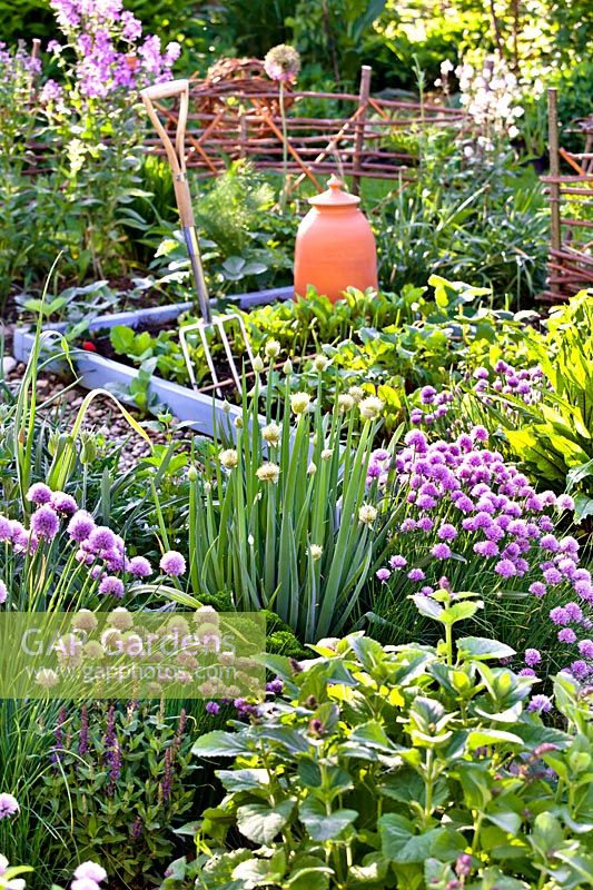 Parterre d'herbes avec ciboulette, oignon gallois, sauge et oseille, au-delà du parterre de fleurs surélevé avec des légumes