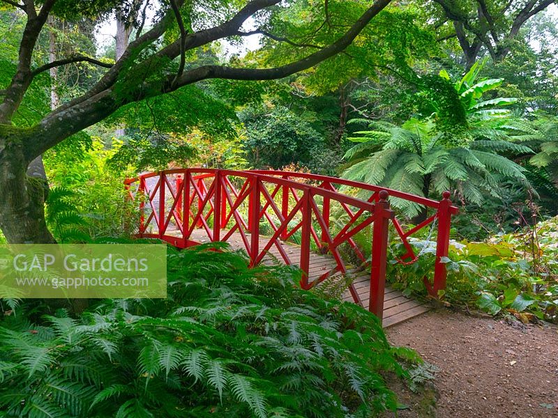 Pont oriental rouge sur chemin parmi les fougères et les arbres luxuriants