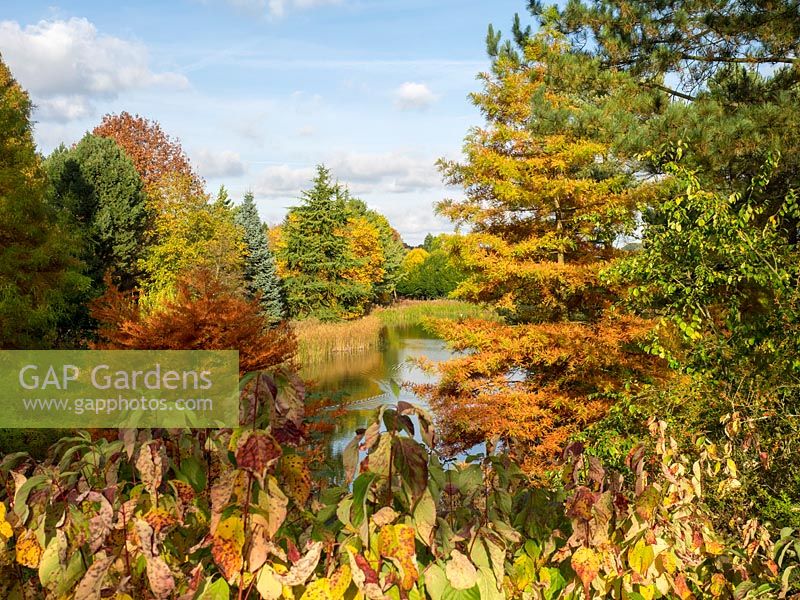 À la recherche de l'autre côté du lac à Bodenham Arboretum, avec beaucoup de couleurs d'automne et un ciel bleu.