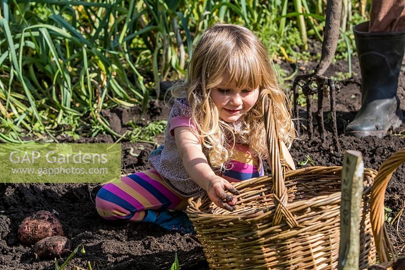 Petite fille aidant à creuser les pommes de terre dans le jardin.