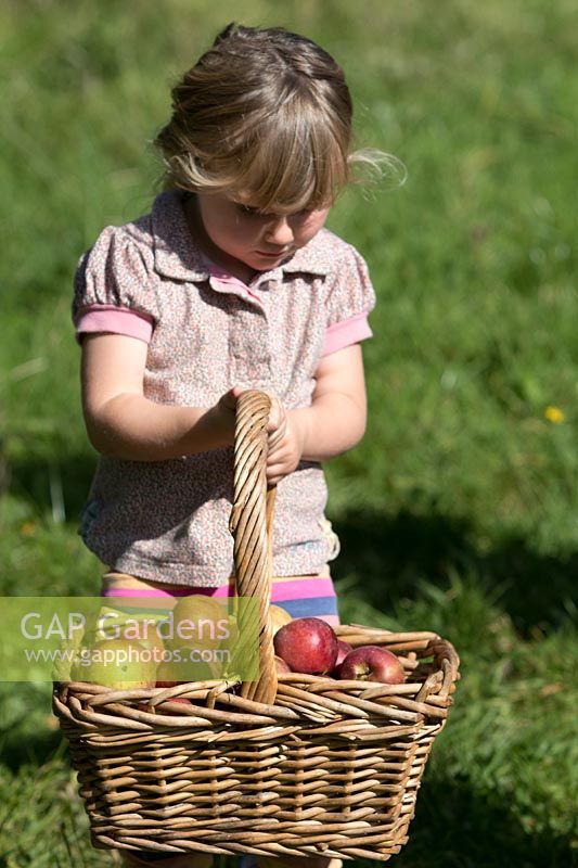 Petite fille avec panier de pommes récoltées.