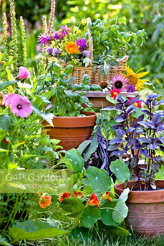 Herbes poussant dans des pots et trug d'herbes récoltées - basilic vert et violet, soucis, sauge, ciboulette, baume d'abeille et capucine.