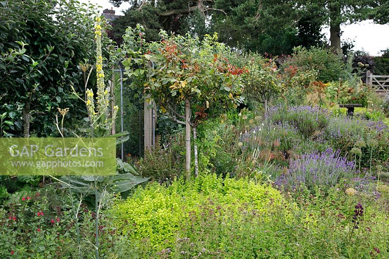 Jardin d'herbes avec Rosa - Rose, Lavendula - Lavande et Verbascum