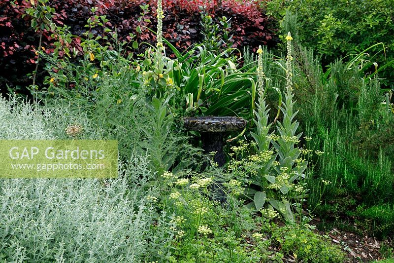 Jardin d'herbes avec bain d'oiseaux entouré de Verbascum