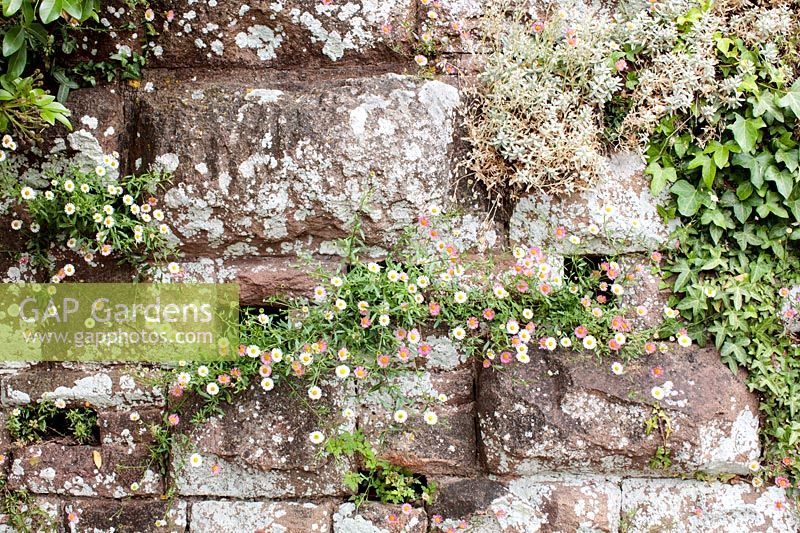 Mur en pierre naturelle colonisé par Erigeron karvinskianus - Vergerette mexicaine, et Hedera helix - Ivy