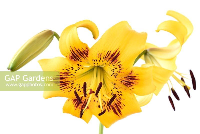 Lilium 'Yellow Bruse' Lily asiatique