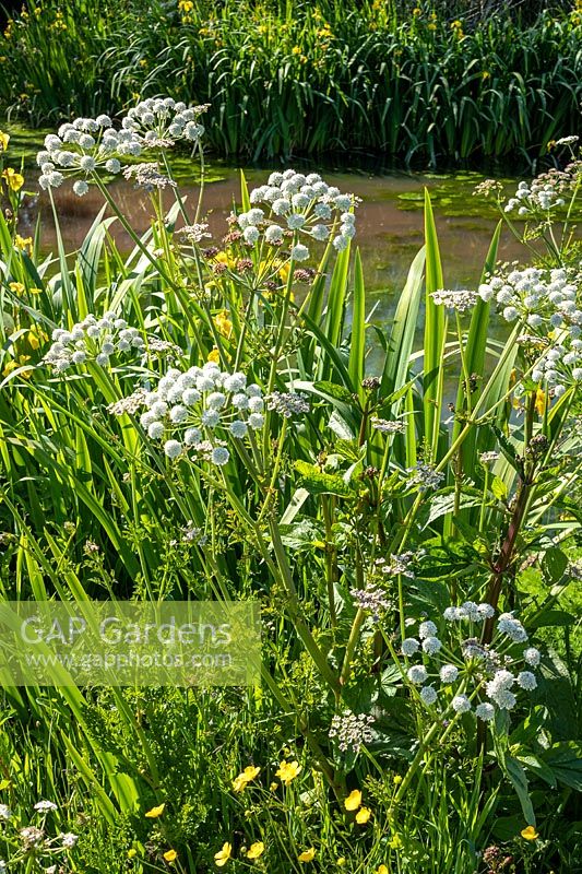Oenanthe crocata - Water Dropwort de la pruche poussant près de l'étang naturel parmi d'autres plantes telles que l'Iris pseudacorus - Iris drapeau jaune