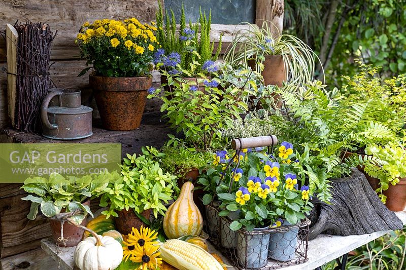 Exposition de pots avec des plantes d'automne, y compris alto et fougères, sur le thème du jaune et de l'or.