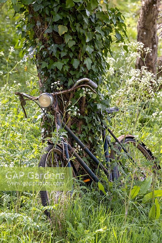 Vieux vélo cultivé en persil de vache à Orchard.
