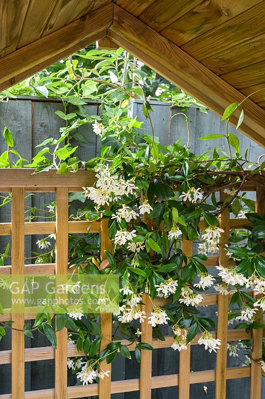 Trachelospermum jasminoides - Star Jasmine - sur une tonnelle en treillis