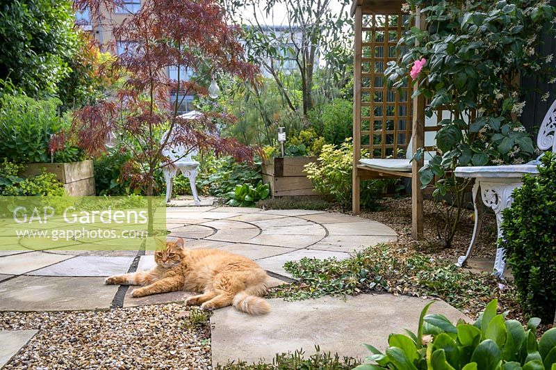 Chat couché sur un pavage circulaire avec Acer plantés au centre - Érable - dans un jardin urbain