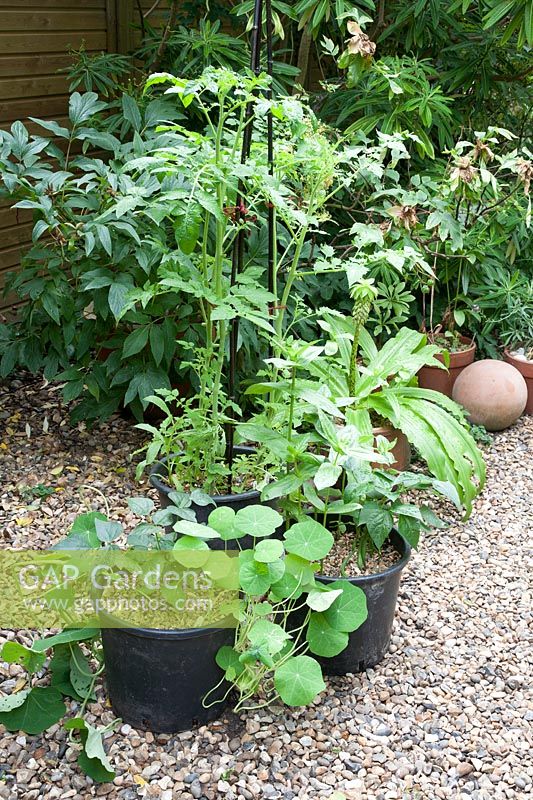 Attacher les tomates avec de la ficelle rouge et insérer des supports de plantes en bambou noir cultivées à la maison