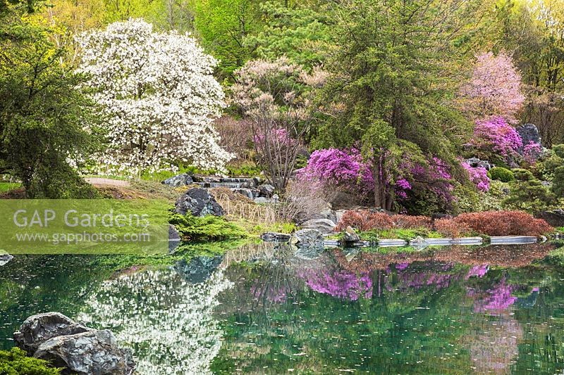 White Magnolia x Loebneri 'Merrill' et arbres à fleurs rose-violet reflétée dans l'étang dans le jardin de style japonais