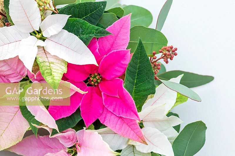 Détail de couronne de poinsettia dans des couleurs pastel - Prinsettias à petites fleurs