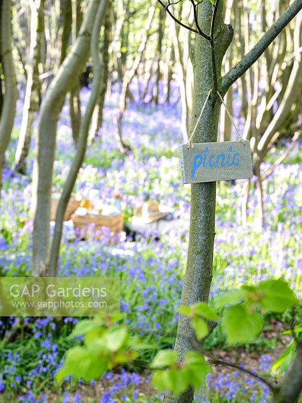 Panneau de pique-nique en bois suspendu à un arbre indiquant le chemin d'un pique-nique dans le bois Bluebell au printemps.