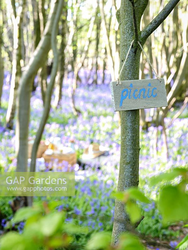 Panneau de pique-nique en bois accroché dans l'arbre montrant le chemin d'un pique-nique dans le bois Bluebell au printemps