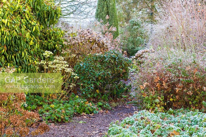 Le jardin Croft à Wollerton Old Hall Garden, Shropshire - Hedera 'Paddy's Pride' également connu sous le nom de 'Sulphur Heart '.